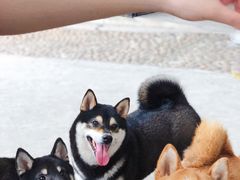 -柴犬高等学院·狗咖·柴犬售卖·宠物训练