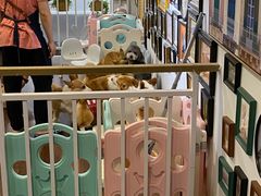 -柯斗斗主题餐厅·狗咖·围炉煮茶·茶饮(国瑞升平里店)