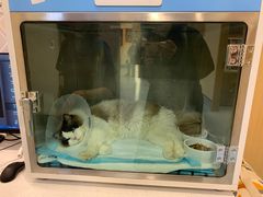 -萌兽医馆·犬猫专科·眼科中心·宠物医院(朝阳门分院)