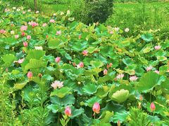 -东莞植物园