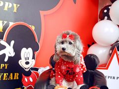 -超宠爱宠物摄影-Super pet