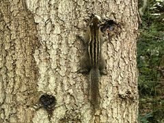 -九寨沟-树正沟