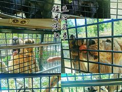 -深圳野生动物园