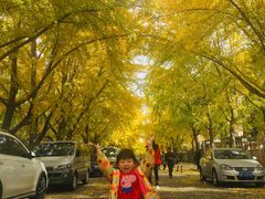 -三里屯东五街银杏大道