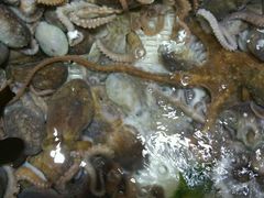 android_upload_pic-老虎滩船说·海胆水饺·大连海鲜(老虎滩店)