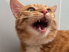 -伟伟宠物医院·瑞派猫友好医院·猫科(光谷店)