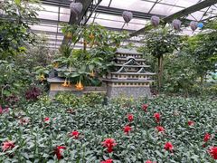 -南宫五洲植物乐园