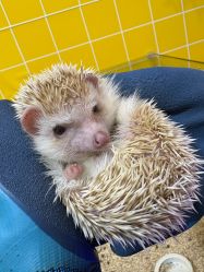 -神奇动物撸宠馆·羊驼·小浣熊·异宠(豫园店)