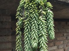 -湄公河秘制烤鱼(西双十贰城商业中心店)