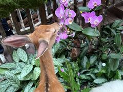 -正佳雨林生态植物园
