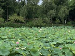 -无锡蠡湖国家湿地公园-蠡园