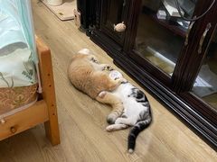 -东方名猫馆·英短金渐层布偶猫舍(环线广场1号楼店)