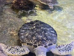 -威海华夏城景区