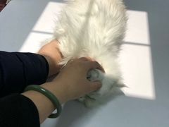 -美联众合宠物医院·爱萌分院·内外科·猫科中心