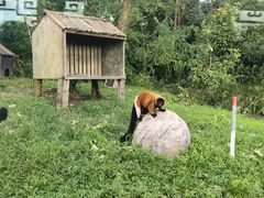 -上海野生动物园