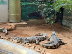 -西霞口神雕山野生动物世界