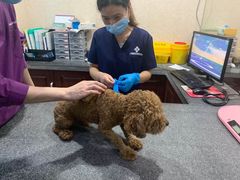 -思琪宠物医院(昆山花桥店)