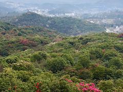 -贵州百里杜鹃风景名胜区