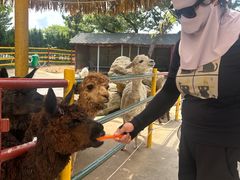 -西霞口神雕山野生动物世界