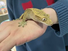 -藦茜花园宠物主题亲子互动体验馆(国顺东路店)
