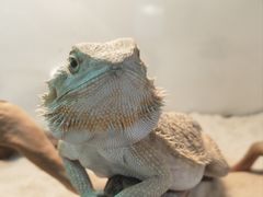 -喵园·猫主题咖啡厅·撸猫·猫咖(国贸店)