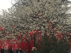 -西安青龙寺遗址景区