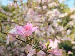 -荔枝公园(福田区)