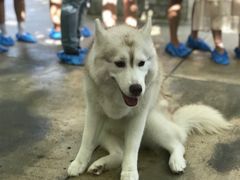 -TrueLove @ Neverland (Husky Cafe)
