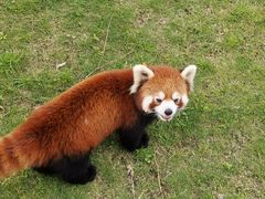 -灵玲国际马戏城