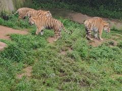 -西霞口神雕山野生动物世界