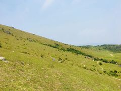 -大姆山草场