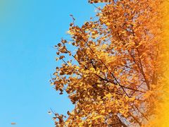 -九锅一堂酸菜鱼(新南凯德直营店)