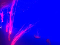 -无招牌海鲜餐厅(滨海艺术中心店)