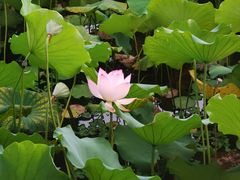 -荔湾湖公园