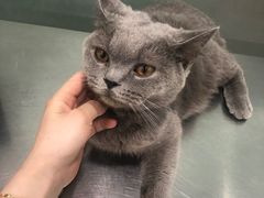 -福懋动物医院·犬猫全科·外科·重症科(杏林分院)