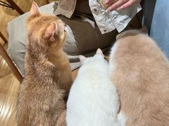 -滚猫咖啡·猫咖·猫友好撸猫(未来城店)
