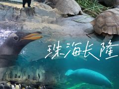 -珠海长隆海洋王国