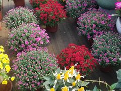 -三圣花乡旅游区