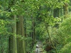 -天目山大树王景区