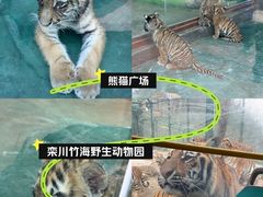 -栾川竹海野生动物园