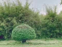 -大宁公园