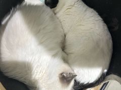 -安格丽娜·狗咖·猫咖羊驼咖(春熙路百盛商场店)