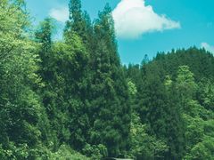 -龙苍沟森林公园
