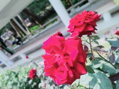 -人民公园(罗湖区)