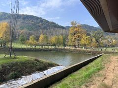 -千年银杏谷文化旅游区