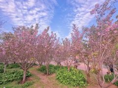 -长白岛森林公园