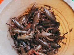 -同銮特种养殖场·龙虾垂钓