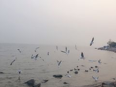 -深圳湾公园(南山区)