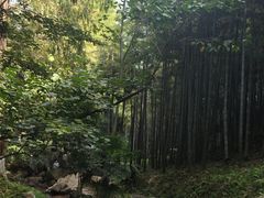 -莫干山风景区