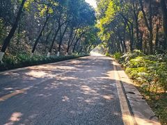 -铁山坪森林公园